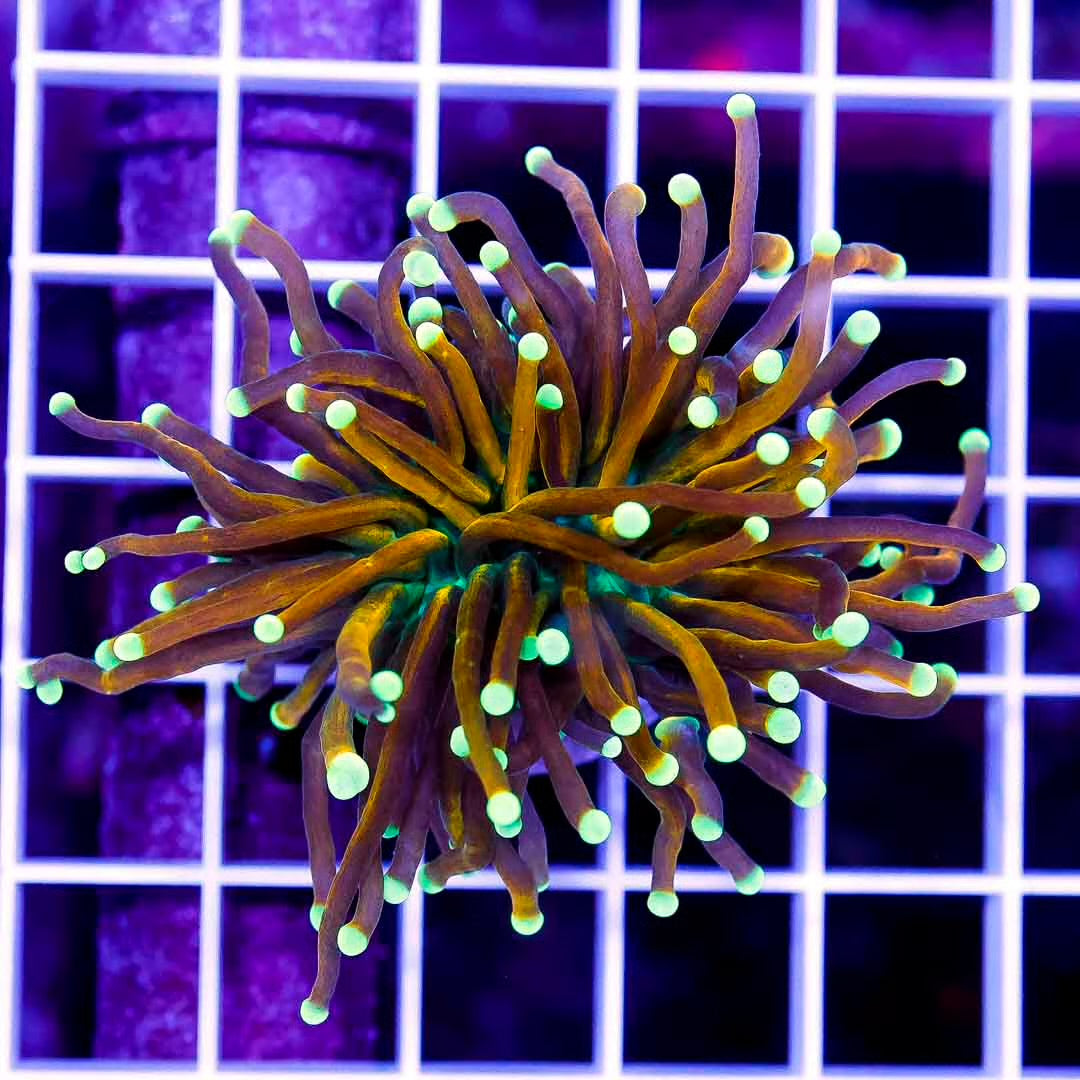 Indo Ultra Hot Gold Tip Hellfire Torch 1H Mother Colony IUHGHTMC072202 WYSIWYG