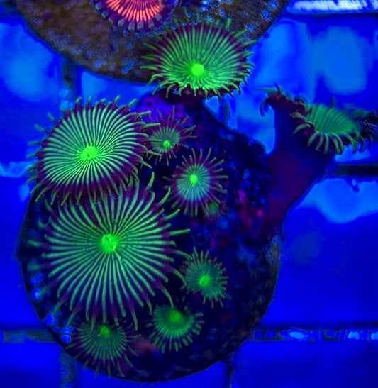 Zoas/Paly ZP060607 WYSIWYG