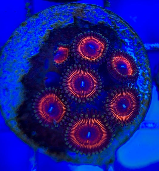 Zoas/Paly ZP060608 WYSIWYG