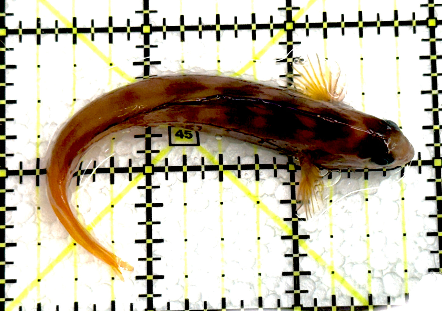 Golden Midas Blenny Africa GMBA062501 WYSIWYG Size: L 3" approx