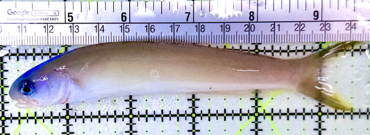 Blue Head Dusky Tilefish BHDT041201 WYSIWYG Size: XL 5.5"