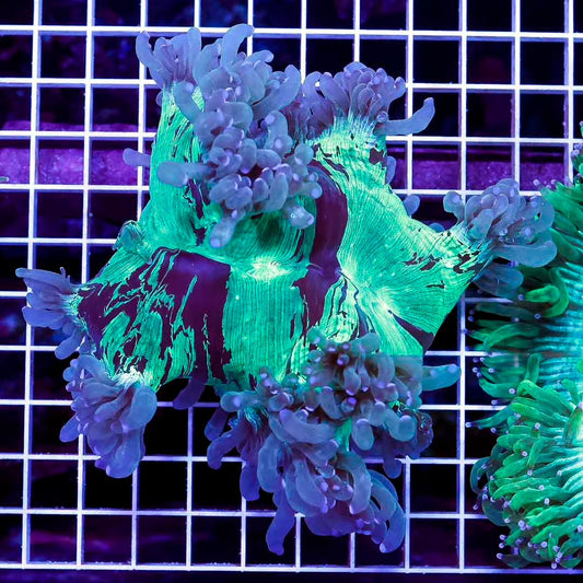 Neon Aussie Elegance Mother Colony NAEMC072201 WYSIWYG