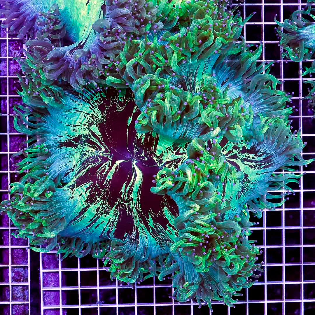 Neon Aussie Elegance Mother Colony NAEMC072202 WYSIWYG