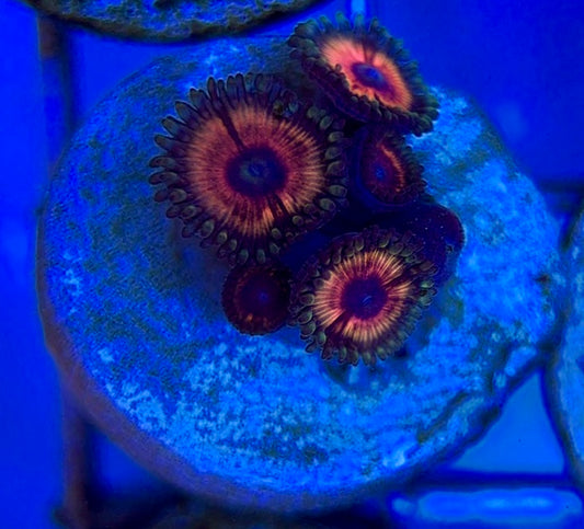 Zoas/Paly ZP060609 WYSIWYG
