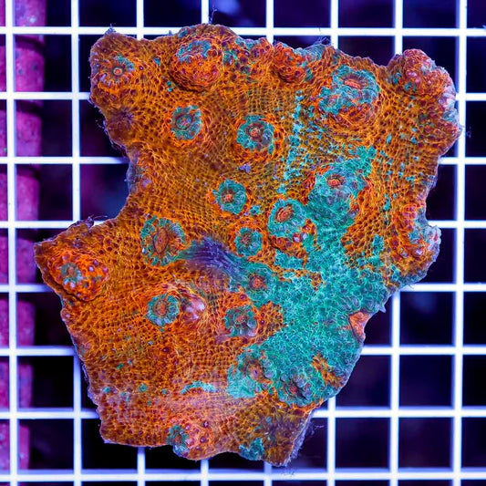 Ultra Aussie Echinophyllia Mother Colony UAEMC072201 WYSIWYG