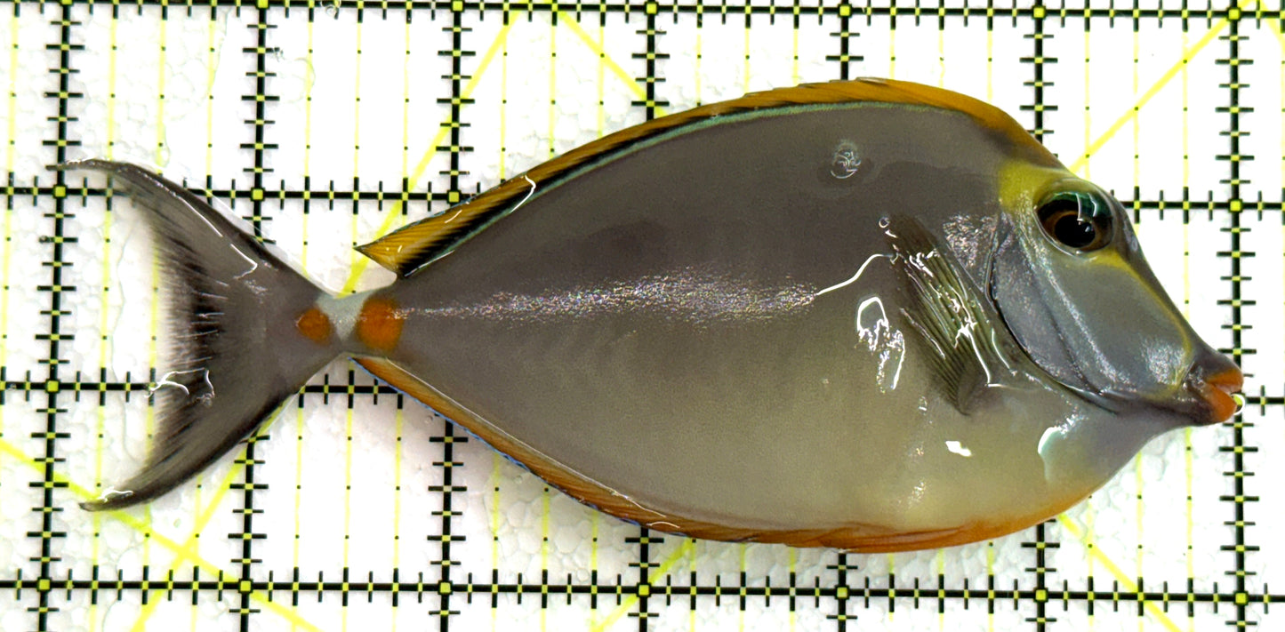 Blonde Naso Tang BNT062405 WYSIWYG Size: ML 6" approx