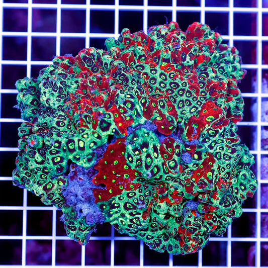 Neon Aussie Favites Mother Colony NAFMC072201 WYSIWYG