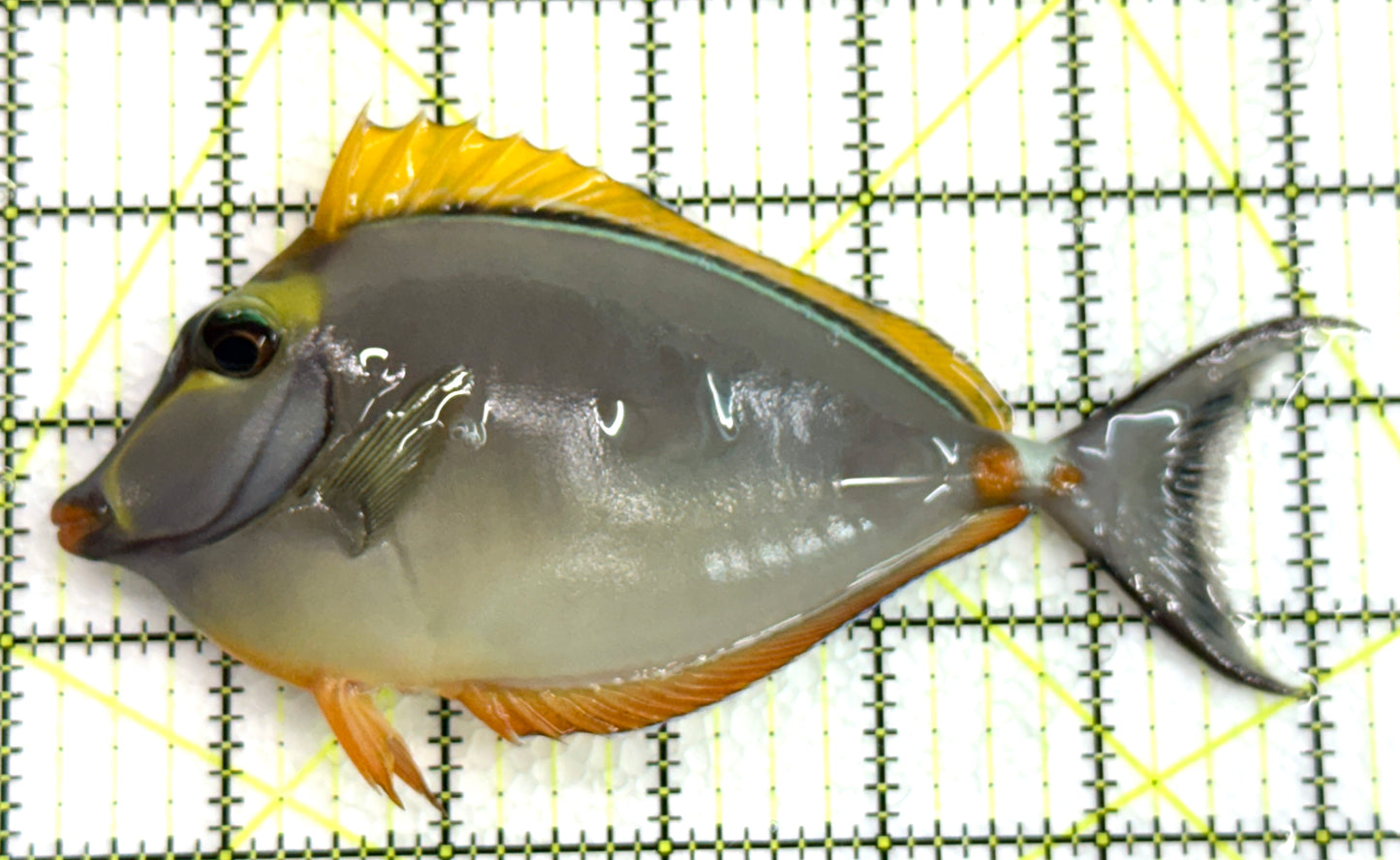 Blonde Naso Tang BNT062405 WYSIWYG Size: ML 6" approx