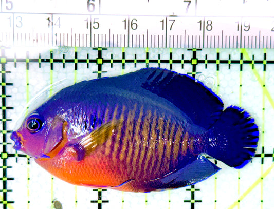 Coral Beauty Angelfish CBA041201 WYSIWYG Size: ML 2.75"