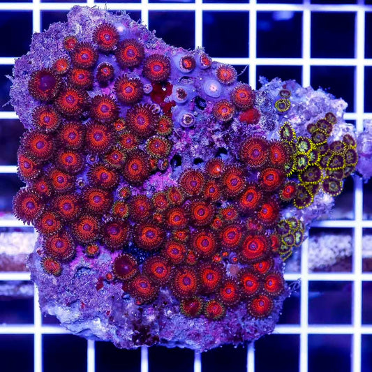 Ultra Vietnam Zoas Palys Mother Colony UVZPMC072201 WYSIWYG