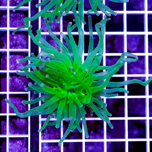 Indo Ultra Toxic Torch 1H Mother Colony IUTTMC072202 WYSIWYG