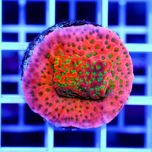 Toxic Hot Monti Frag Mother Colony TAGLFMC072201 WYSIWYG