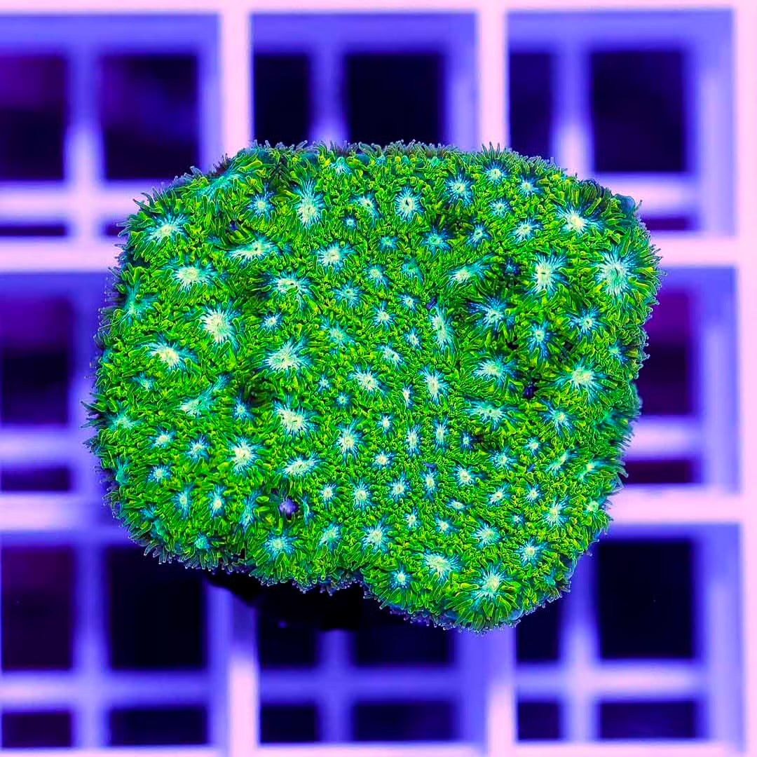 Ultra Aussie Orange Lepthastrea Frag Mother Colony UAOLFMC072201 WYSIWYG