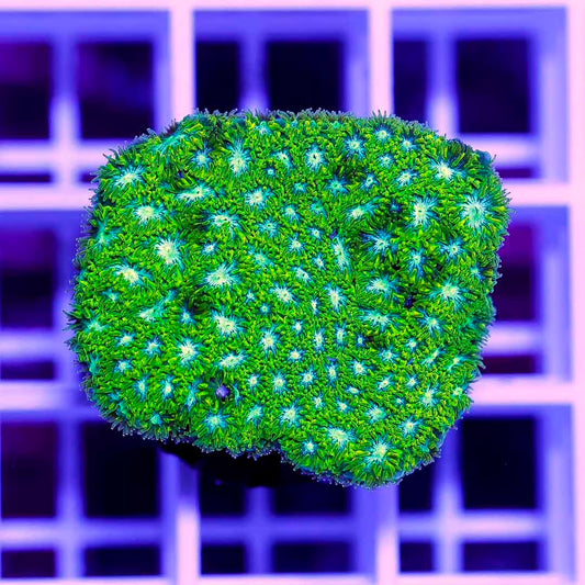 Ultra Aussie Orange Lepthastrea Frag Mother Colony UAOLFMC072201 WYSIWYG