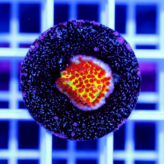 Ultra Aussie Montipora Frag Mother Colony UAMFMC072201 WYSIWYG