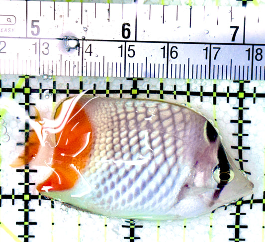 Pearlscale Butterflyfish PB041201 WYSIWYG Size S: 2.25"