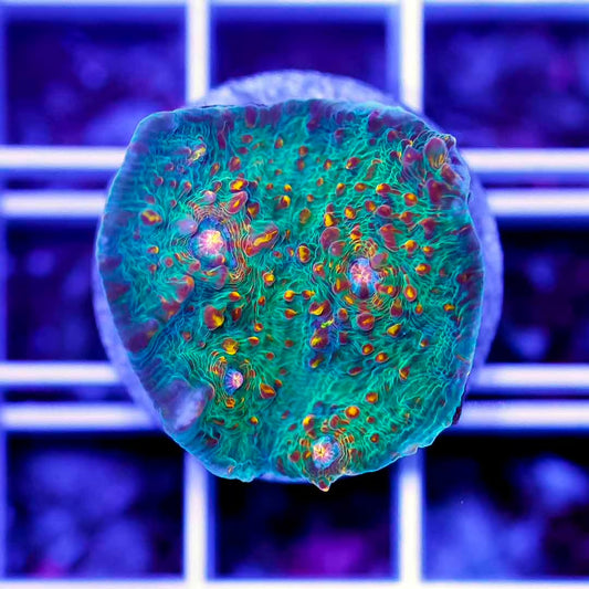 Neon Aussie Echinophyllia Frag Mother Colony NAEFMC072201 WYSIWYG