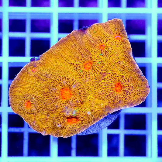 Ultra Aussie Echinophyllia Frag Mother Colony UAEFMC072201 WYSIWYG