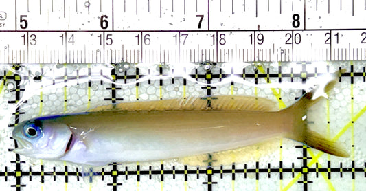 Blue Head Dusky Tilefish BHDT041202 WYSIWYG Size: M 3.5"