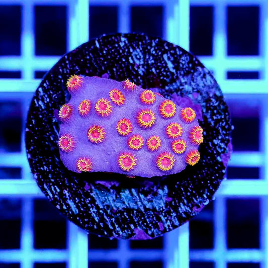 Top Shelf Ultra Sunrise Cyphastrea Frag Mother Colony TSUSCFMC072201 WYSIWYG