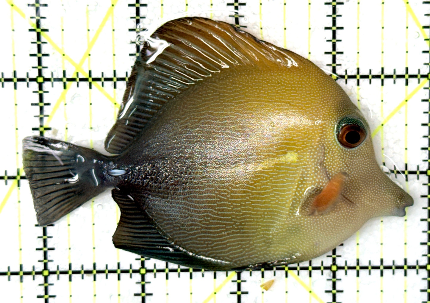 Scopas Tang ST041301 WYSIWYG Size: L 4.25" approx
