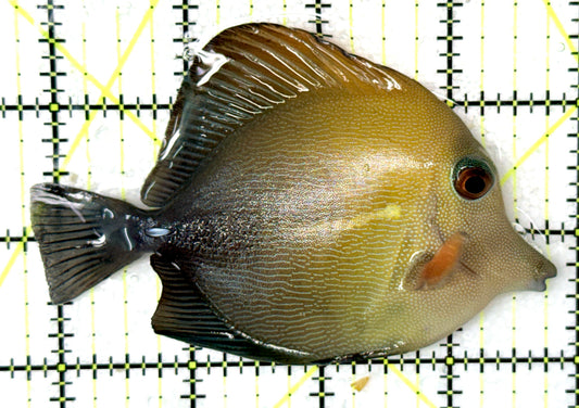 Scopas Tang ST041301 WYSIWYG Size: L 4.25" approx