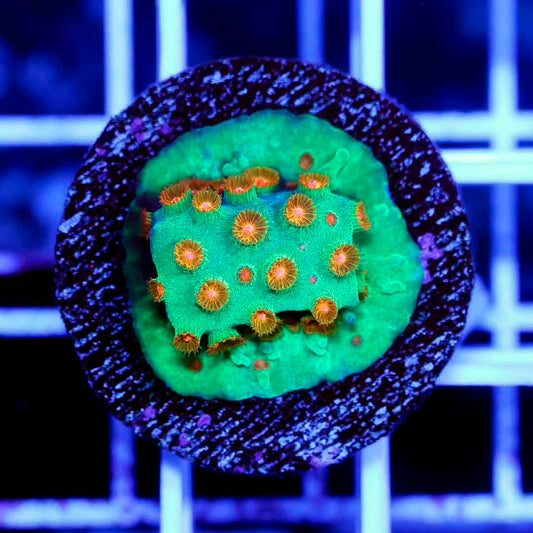 Ultra Cyphastrea Frag Mother Colony UCFMC072201 WYSIWYG