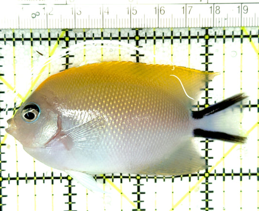 Swallowtail Angelfish Female (Reefsafe) SAFR041301 WYSIWYG Size: L 3.75" approx