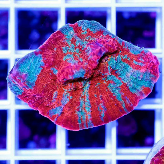 Ultra Echinophyllia Frag Mother Colony UEFMC072201 WYSIWYG