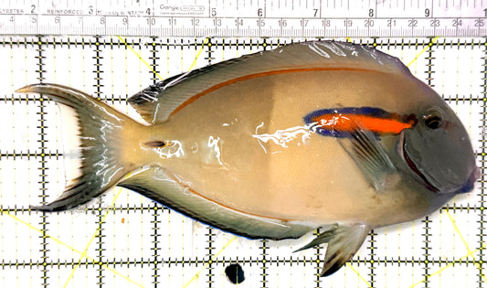 Orange Shoulder Tang OST041302 WYSIWYG Size: XXL Adult: 8.5" approx