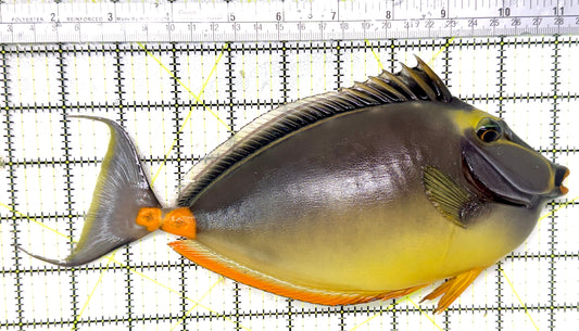 Naso Tang NT041302 WYSIWYG Size: XXXL/Show Streamers 10.25" approx
