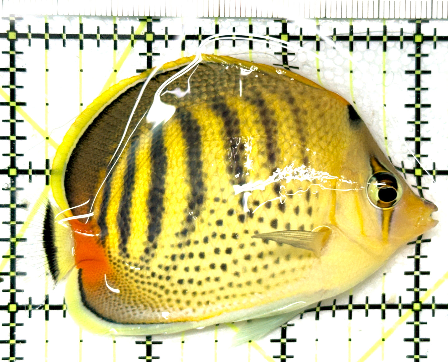 Punctato Butterflyfish PB041301 WYSIWYG Size: L 3.25" approx