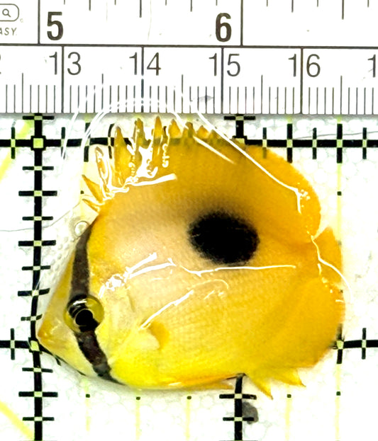 Oval Spot Speculum Mirror Butterflyfish OSSMB041301 WYSIWYG Size: Small 1.5" approx