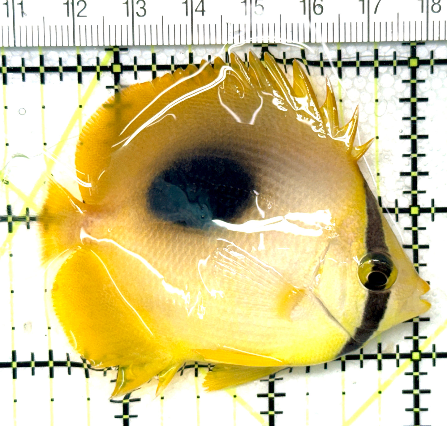 Oval Spot Speculum Mirror Butterflyfish OSSMB041302 WYSIWYG Size: Small 2.5" approx