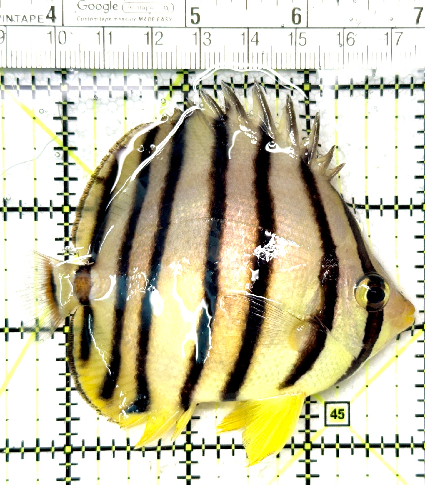 Eight Band Butterflyfish EBB041301 WYSIWYG Size: ML 3.5" approx