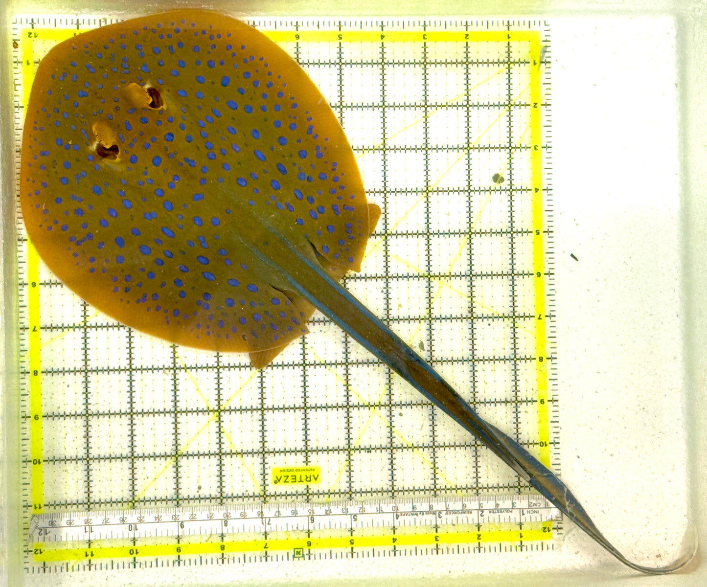 Blue Spotted Ribbon Tail Sting Ray (Circular Body Shape)  BSRTSR062401 WYSIWYG Size: XL 16" to 18" approx Head to Tail Tip