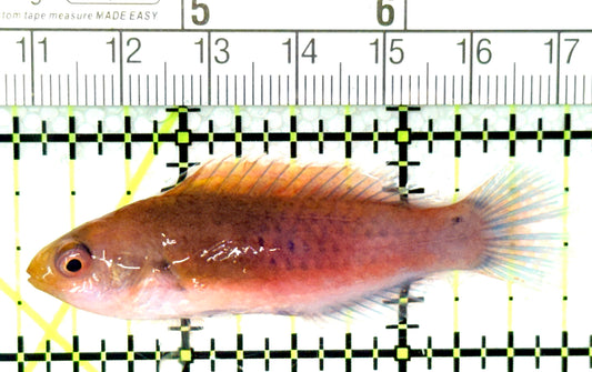 Blueside Fairy Wrasse BFW041301 WYSIWYG Size: M 2.5" approx