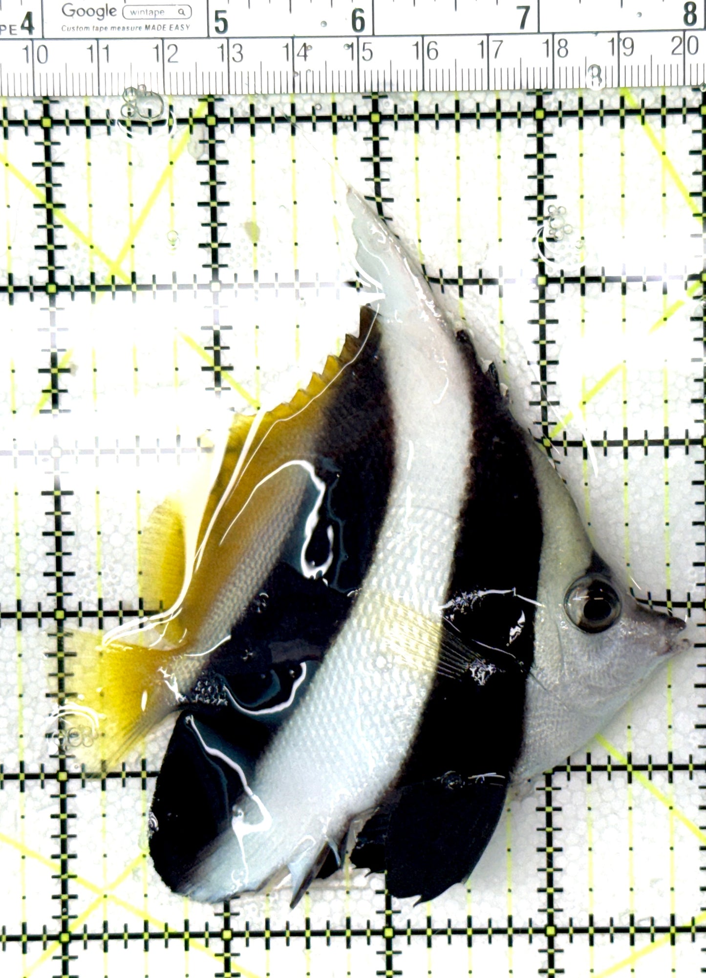 Heniochus Butterflyfish HB041301 WYSIWYG Size: ML 3.75" approx