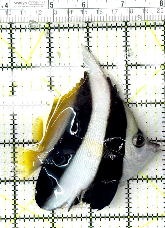 Heniochus Butterflyfish HB041301 WYSIWYG Size: ML 3.75" approx