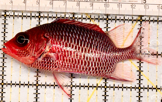 Rare Violet Squirrelfish (Sumatra Strong Color) RVS052101 WYSIWYG Size: XL 4.5" approx