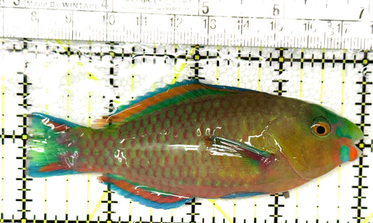 Princess Parrotfish PP041301 WYSIWYG Size: ML 4" approx