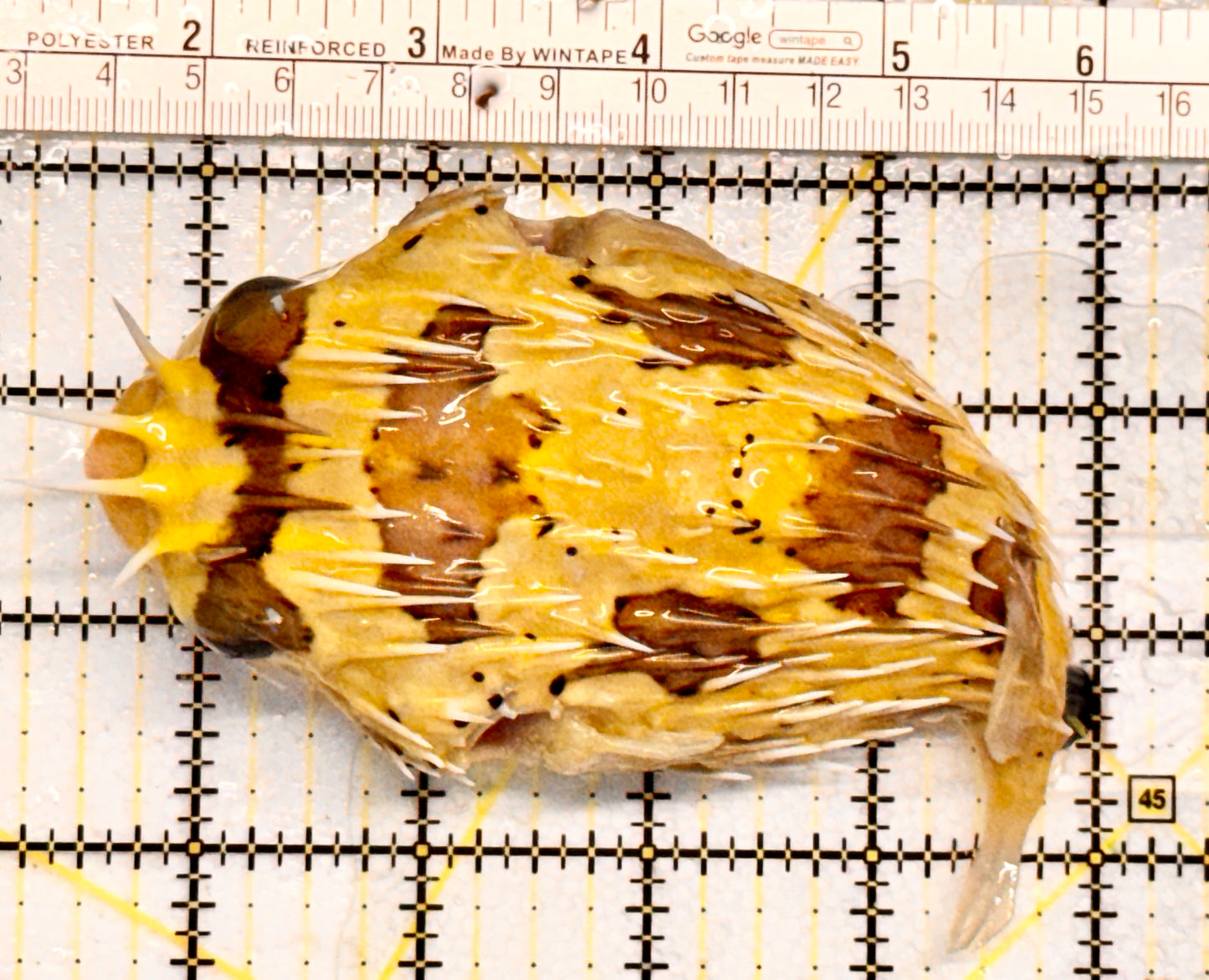 Porcupine Pufferfish PP052101 WYSIWYG Size: XL 5.5" approx