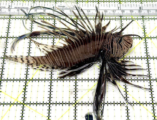 Black Volitan Lionfish BVL041301 WYSIWYG Size: L 5.5" approx