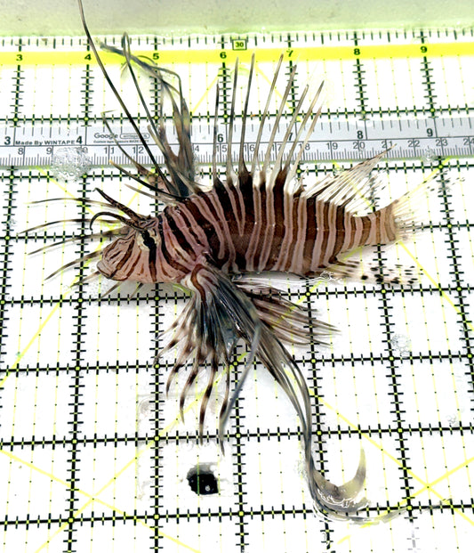 Black Volitan Lionfish BVL041302 WYSIWYG Size: L 5.75" approx