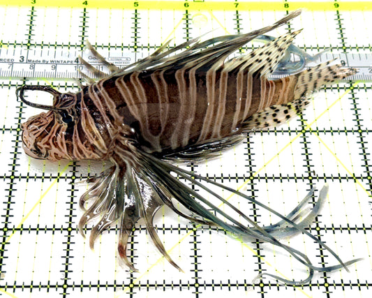 Black Volitan Lionfish BVL041303 WYSIWYG Size: XL 6" approx