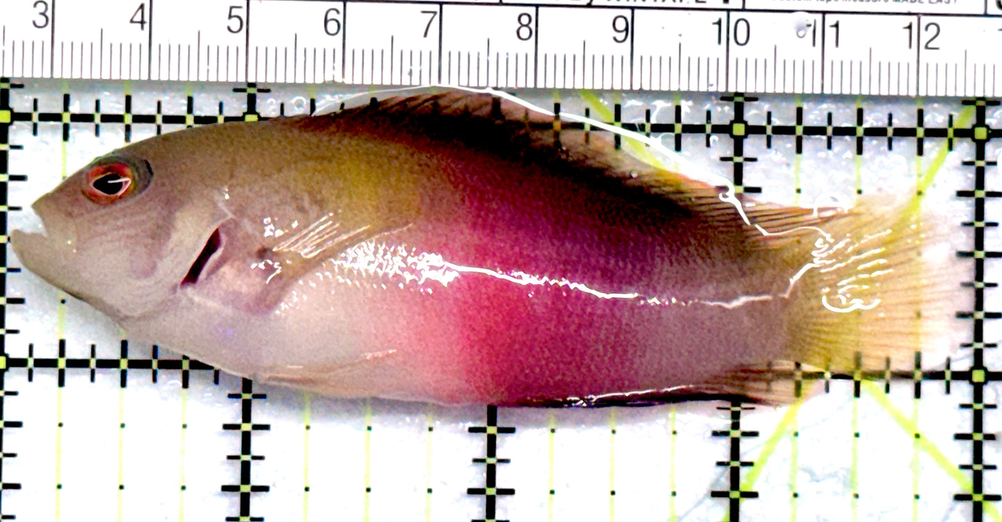 Rare Queensland Dottyback RQD052101 WYSIWYG Size : 4" approx