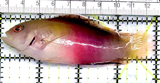 Rare Queensland Dottyback RQD052101 WYSIWYG Size : 4" approx