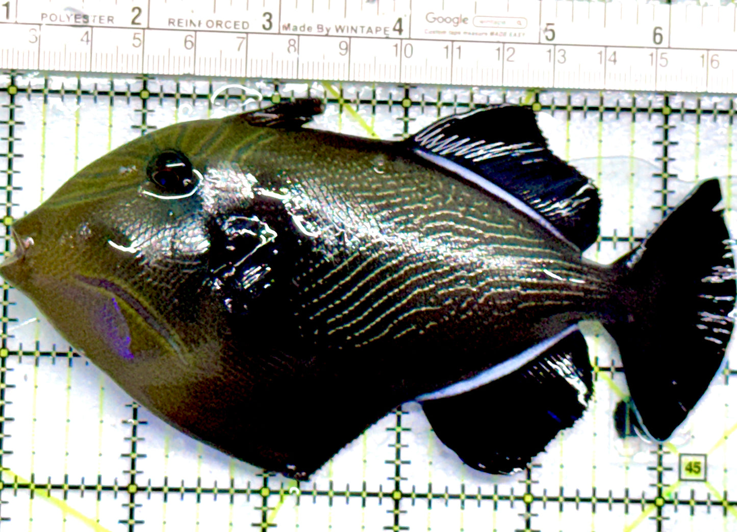 Black Triggerfish BT052101 WYSIWYG Size: XL 5.5" approx