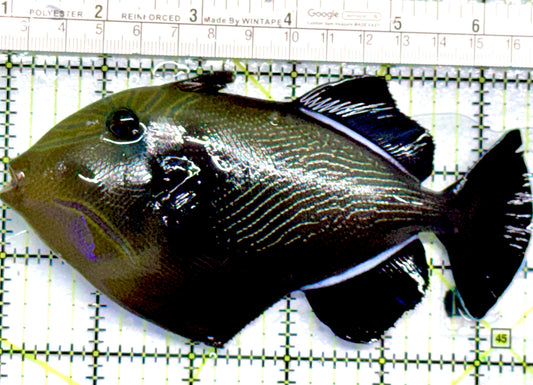 Black Triggerfish BT052101 WYSIWYG Size: XL 5.5" approx