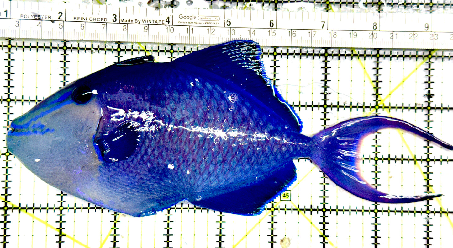 Niger Triggerfish NT052101 WYSIWYG Size: XXXL 8.25" approx